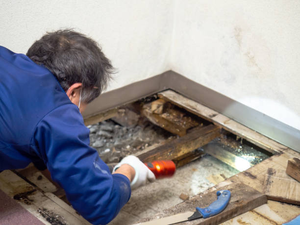 Best Mold Testing  in Hillburn, NY