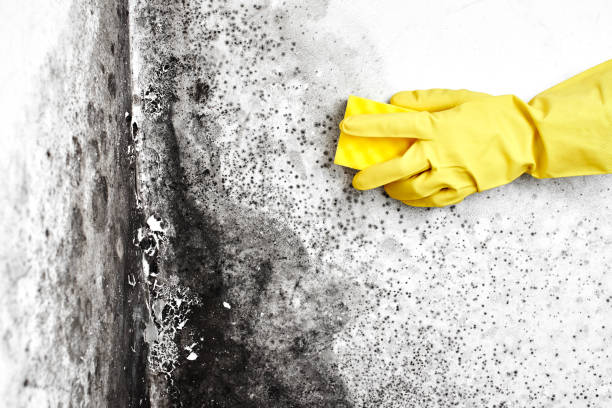 Best Toxic Mold Removal  in Hillburn, NY