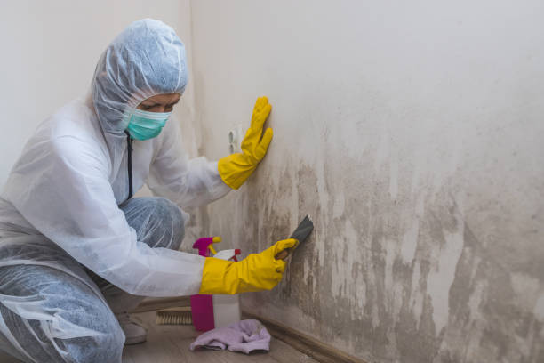 Mold Removal and Inspection in Hillburn, NY