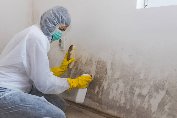 Best Crawl Space Mold Removal  in Hillburn, NY