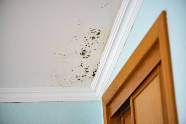 Best Home Mold Removal  in Hillburn, NY