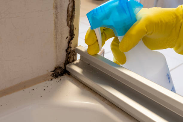 Best Local Mold Removal Service  in Hillburn, NY