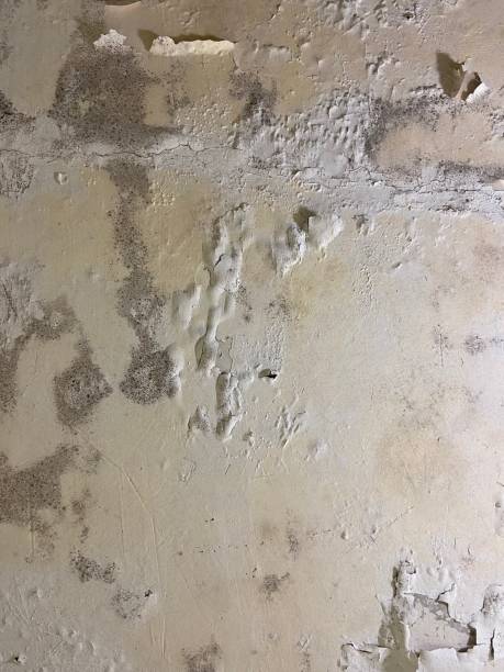 Trusted Hillburn, NY Mold Removal Experts